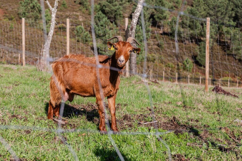 Billy goat